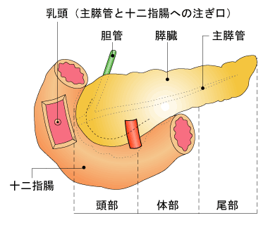 膵臓の構造