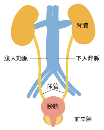 前立腺がん