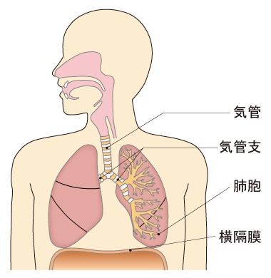 慢性 気管支 炎