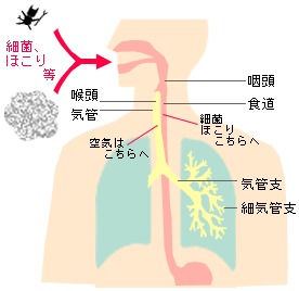 が かすれる 声 痰 絡む が