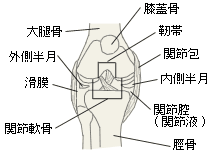 膝痛　－気になるからだの危険信号 痛み－