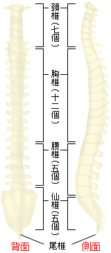 背痛 気になるからだの危険信号 痛み 生活習慣病を予防する 特定非営利活動法人 日本成人病予防協会