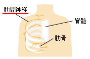 胸痛 気になるからだの危険信号 痛み 生活習慣病を予防する 特定非営利活動法人 日本成人病予防協会