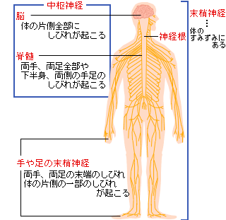 親指 しびれ 右足