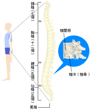 肩こり・腰痛　－クスリになる食材あれこれ－