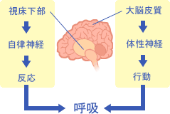 自然治癒力を増す呼吸