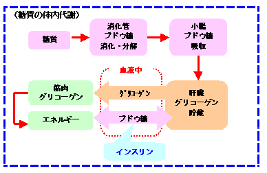 糖尿病の検査Ⅰ