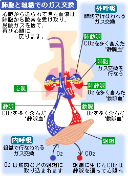 頭痛 気になるからだの危険信号 痛み 生活習慣病を予防する 特定非営利活動法人 日本成人病予防協会