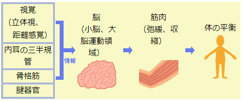 自然治癒力を高める運動