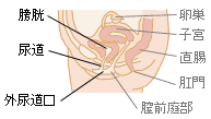 排尿時の痛み 気になるからだの危険信号 痛み 生活習慣病を予防する 特定非営利活動法人 日本成人病予防協会