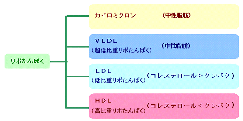 コレステロールの検査 │ 生活習慣病を予防する 特定非営利活動法人 日本成人病予防協会