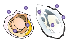 食べ物を介した感染