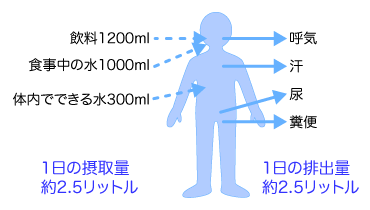 体内の水分の役割