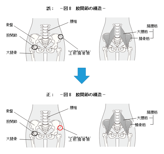 ほすぴ172号訂正　股関節の構造