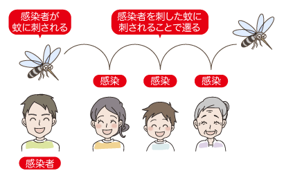 デング熱感染経路