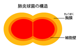 肺炎球菌の構造