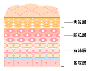 肌の構造