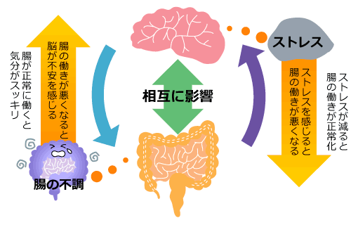 脳と腸の不思議な関係