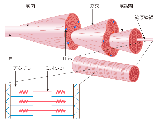 筋肉の構造