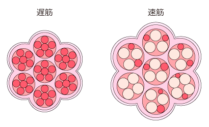 「速筋線維」と「遅筋線維」