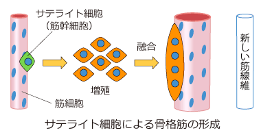 サテライト細胞