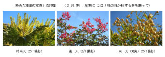 身近な季節の写真