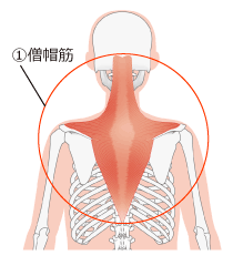 僧帽筋（そうぼうきん）