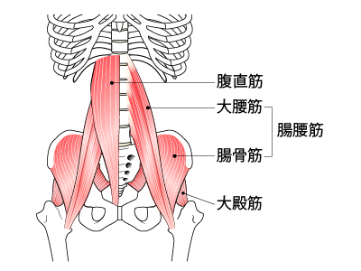 骨盤周りの筋肉