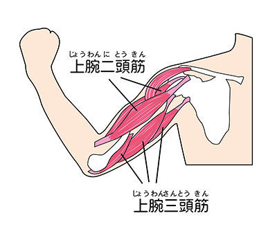 二の腕周りの筋肉