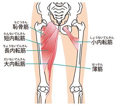 内転筋