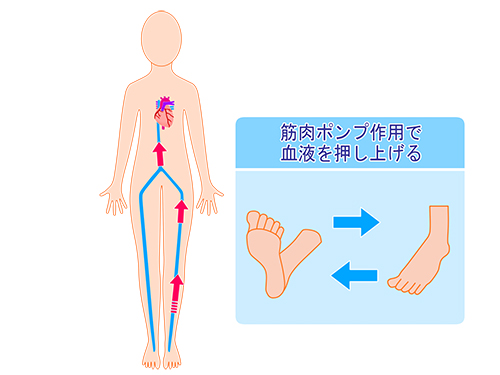 ふくらはぎは「第二の心臓」