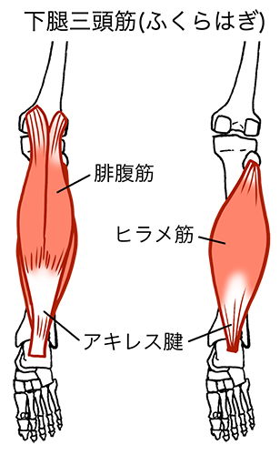 ふくらはぎ周りの筋肉と腱