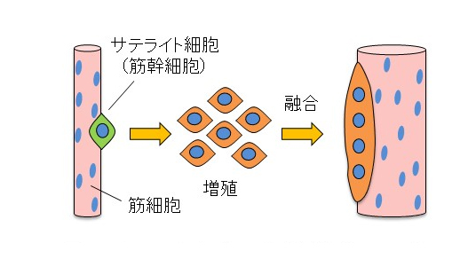 サテライト細胞