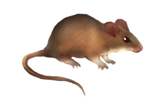 ネズミが運ぶウイルス?「ハンタウイルス」とは