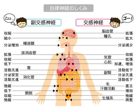 自律神経のしくみ