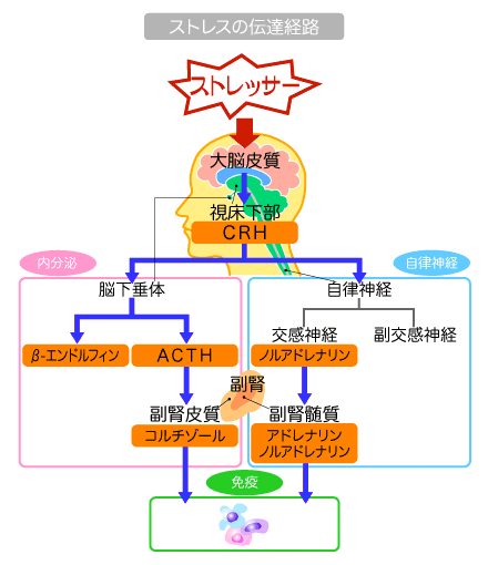 ストレスの伝達経路