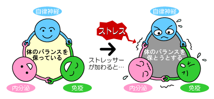 「繋がり 内分泌 免疫 自律神経　ストレス」の画像検索結果