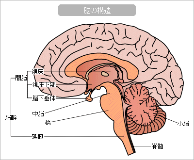 「視床下部 脳幹」の画像検索結果
